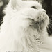 Christopher Smart Photo 31