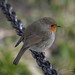 Robin Wales Photo 6
