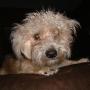 Brandon Short Photo 28