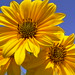 Nell Bloom Photo 4