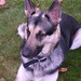 Henry Shepherd Photo 23