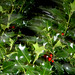 Holly Sharp Photo 36