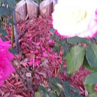 Debra Harper Photo 15
