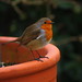 Robin Plant Photo 7