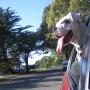 Ruby King Photo 29