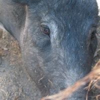 Wilber Chavez Photo 8