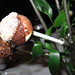 David Burke Photo 40