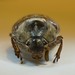 Len May Photo 11