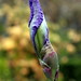Steven Bloom Photo 36