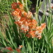 Ann Coker Photo 30