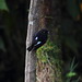Robin Wing Photo 23
