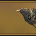 Starling Robinson Photo 9