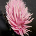 Rose Hopkins Photo 26
