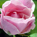 Rosa Mills Photo 15