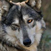 Cristobal Robles Photo 8