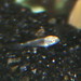 Shelly Fry Photo 33