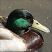 Donald Kinder Photo 5
