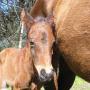 Rhonda Johnston Photo 18