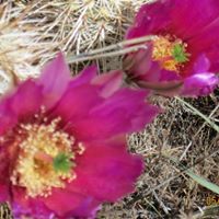 Nancy Frazier Photo 17