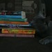 Steven Larsson Photo 8