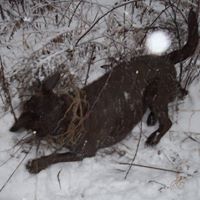 Reese Davies Photo 8