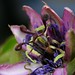 Jeanette Flowers Photo 25