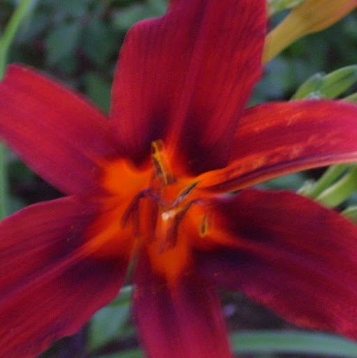 Donna Wooten Photo 39
