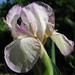 Carolyn Rose Photo 42