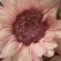 Patricia Frank Photo 33