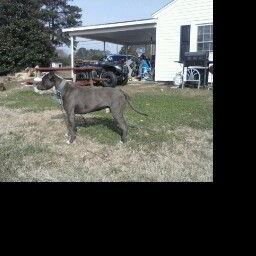 Danny Blevins Photo 21