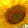 Rachel Kraemer Photo 20