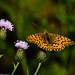 Jonathan Coombs Photo 12