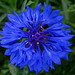 Joseph Flowers Photo 39