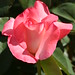 Rose Ross Photo 38