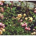 Rose Cline Photo 31