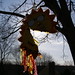 Becky Miner Photo 21