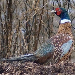 Shawn Chapman Photo 16