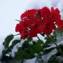 Sherry Mason Photo 31
