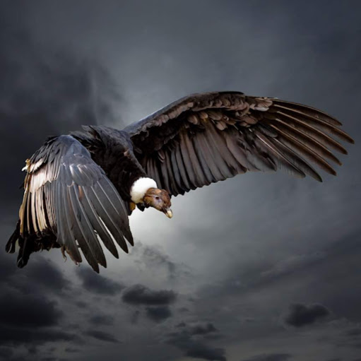 Ramiro Robles Photo 31
