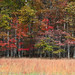 Lynn Fields Photo 18