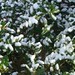 Veronica Snow Photo 11
