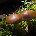 Howard Lowery Photo 22
