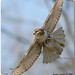 David Hawks Photo 35