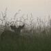Virginia Meadows Photo 16