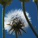 Joyce Chapman Photo 9