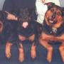 Bill Perkins Photo 13