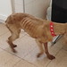 Bonnie Bone Photo 11