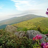 Sharon Hamby Photo 22