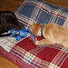Charlie Jackson Photo 4