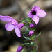 Susan Thies Photo 9